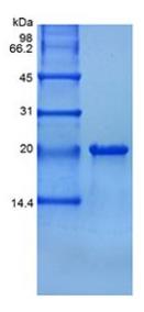 SDS-PAGE (TNFSF15-1071H).jpg